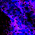 Tiger Claws 2 - Rage Type Beat